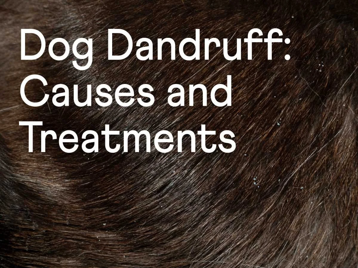 Dog top dandruff remedy